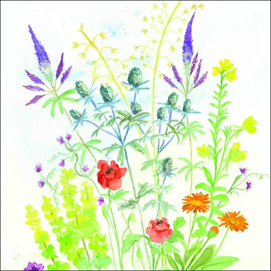 Lucinda Nicholas-Cottage Garden Flowers